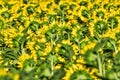 Amazing sunflower field in a warm summer sun Royalty Free Stock Photo