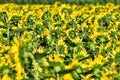 Amazing sunflower field in a warm summer sun Royalty Free Stock Photo