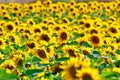 Amazing sunflower field in a warm summer sun Royalty Free Stock Photo