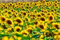 Amazing sunflower field in a warm summer sun Royalty Free Stock Photo