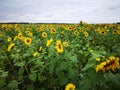 Amazing sunflower plant, nice view.