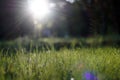 Amazing sunlight gleam during sunset with green grass as nature background Royalty Free Stock Photo