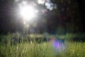 Amazing sunlight gleam during sunset with green grass as nature background Royalty Free Stock Photo