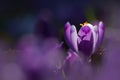 Amazing sunlight on spring flower crocus. View of magic blooming spring flowers crocus growing in wildlife. Royalty Free Stock Photo