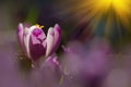 Amazing sunlight on spring flower crocus. View of magic blooming spring flowers crocus growing in wildlife. Royalty Free Stock Photo