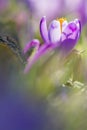 Amazing sunlight on spring flower crocus. View of magic blooming spring flowers crocus growing in wildlife. Royalty Free Stock Photo