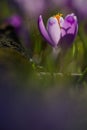 Amazing sunlight on spring flower crocus. View of magic blooming spring flowers crocus growing in wildlife.