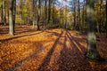 Amazing sunny morning in fall beech forest