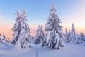 Amazing sunrise. Pathway in the winter forest. Natural landscape with beautiful pink sky. High mountain. Snowy background. Royalty Free Stock Photo