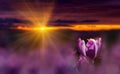 Amazing sunrise with spring flower crocus and colorful clouds. Majestic sunbeams on spring flower crocus