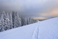 Amazing sunrise. Winter forest. Landscape of high mountains. Trail leading to the trees in the snowdrifts. Wallpaper background. Royalty Free Stock Photo