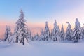 Amazing sunrise. Winter forest. Natural landscape with beautiful pink sky. High mountain. Snowy background. Location place the Royalty Free Stock Photo