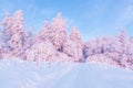 Amazing sunrise. Winter forest. Natural landscape with beautiful pink sky. Snowy background. Location place the Carpathian, Royalty Free Stock Photo