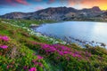 Breathtaking pink rhododendron flowers and Bucura alpine lake, Retezat mountains