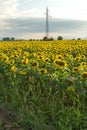 Sunset landscape of sunflower field at Kazanlak Valley, Stara Zagora Region, Bulgaria Royalty Free Stock Photo