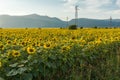 Sunset landscape of sunflower field at Kazanlak Valley, Stara Zagora Region, Bulgaria Royalty Free Stock Photo