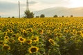 Sunset landscape of sunflower field at Kazanlak Valley, Stara Zagora Region, Bulgaria