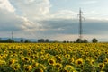 Sunset landscape of sunflower field at Kazanlak Valley, Stara Zagora Region, Bulgaria Royalty Free Stock Photo