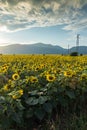 Sunset landscape of sunflower field at Kazanlak Valley, Stara Zagora Region, Bulgaria Royalty Free Stock Photo