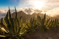 Amazing sunset landscape view Maska canyon in rural park Teno on Tenerife island Spain Royalty Free Stock Photo