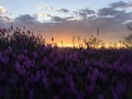 Amazing sunset lavender field