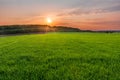 Amazing sunset over forest in green field Royalty Free Stock Photo