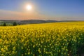An amazing sunset over a yellow field of blooming rapeseed in a rural area Royalty Free Stock Photo