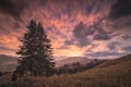 Amazing sunset with red clouds in a sky and fir tree Royalty Free Stock Photo