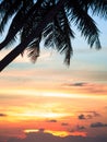 Amazing sunset and a silhouette palm tree leafs. Royalty Free Stock Photo