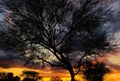 Amazing sunset, silhouetted tree Royalty Free Stock Photo