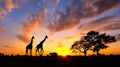 Amazing sunset and sunrise.Panorama silhouette tree on africa.Dark tree on open field dramatic sunrise.Safari theme. Royalty Free Stock Photo