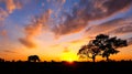 Amazing sunset and sunrise.Panorama silhouette tree on africa.Dark tree on open field dramatic sunrise.Safari theme. Royalty Free Stock Photo