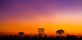 Amazing sunset and sunrise.Panorama silhouette tree on africa.Dark tree on open field dramatic sunrise.Safari theme. Royalty Free Stock Photo