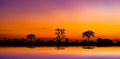 Amazing sunset and sunrise.Panorama silhouette tree on africa.Dark tree on open field dramatic sunrise.Safari theme. Royalty Free Stock Photo