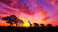 Amazing sunset and sunrise.Panorama silhouette tree on africa.Dark tree on open field dramatic sunrise.Safari theme. Royalty Free Stock Photo