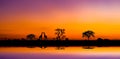Amazing sunset and sunrise.Panorama silhouette tree on africa.Dark tree on open field dramatic sunrise.Safari theme. Royalty Free Stock Photo
