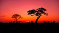 Amazing sunset and sunrise.Panorama silhouette tree in africa with sunset. dramatic sunrise.Safari theme. Elephant Royalty Free Stock Photo