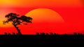 Amazing sunset and sunrise.Panorama silhouette tree in africa with sunset.Safari theme. Royalty Free Stock Photo