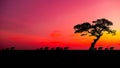 Amazing sunset and sunrise.Panorama silhouette tree in africa with sunset. dramatic sunrise.Safari theme. Elephant Royalty Free Stock Photo