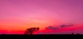 Amazing Sunset And Sunrise.Panorama Silhouette Tree In Africa With Sunset.Dark Tree On Open Field Dramatic Sunrise.Safari Theme.