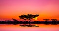 Amazing sunset and sunrise.Panorama silhouette tree in africa with sunset.Dark tree on open field dramatic sunrise.Safari theme Royalty Free Stock Photo