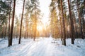 Amazing Sunset Sunrise Sun Sunshine In Sunny Winter Snowy Coniferous Forest. Royalty Free Stock Photo