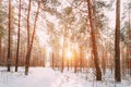 Beautiful Sunset Sunrise Sun Sunshine In Sunny Winter Snowy Coniferous Forest. Snowy Path, Road, Way Or Pathway In Royalty Free Stock Photo