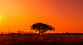 Amazing Sunset. Sunrise, Trees, Silhouettes, Panorama In Africa With Sunset. Dark Tree Setting On Open Field Dramatic Sunrise Safa