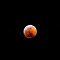 Super Wolf Blood Moon Pine, Colorado