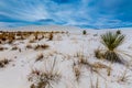 The Amazing Surreal White Sands and Dunes of New Mexico