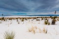 The Amazing Surreal White Sands of New Mexico with Plants and Clouds Royalty Free Stock Photo