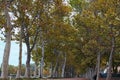 Amazing Sycamores alley near Lake Balaton during cloudy morning. Colorful autumn season. Balatonfoldvar, Hungary Royalty Free Stock Photo