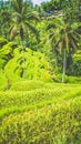 Amazing tegalalang Rice Terrace field with beautiful palm trees growing in cascade, Ubud, Bali, Indonesia Royalty Free Stock Photo