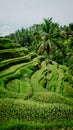 Amazing tegalalang Rice Terrace field with beautiful palm trees growing in cascade, Ubud, Bali, Indonesia Royalty Free Stock Photo